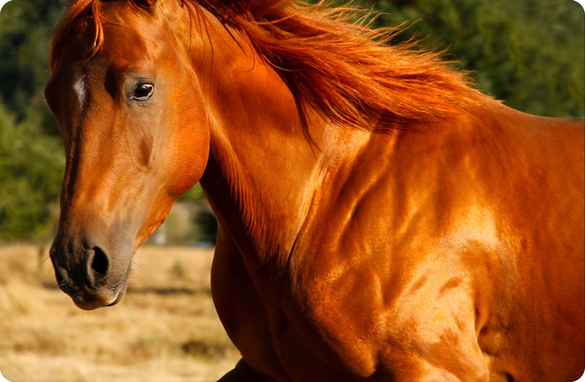 hi-changxiang-70-plus-04